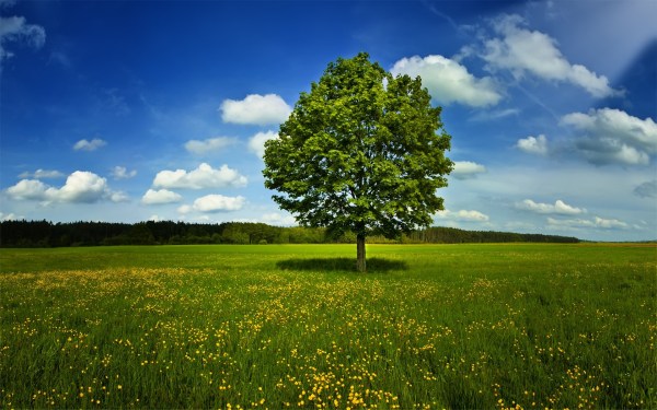 Tree-Spring-1920x1200-desktopia.net