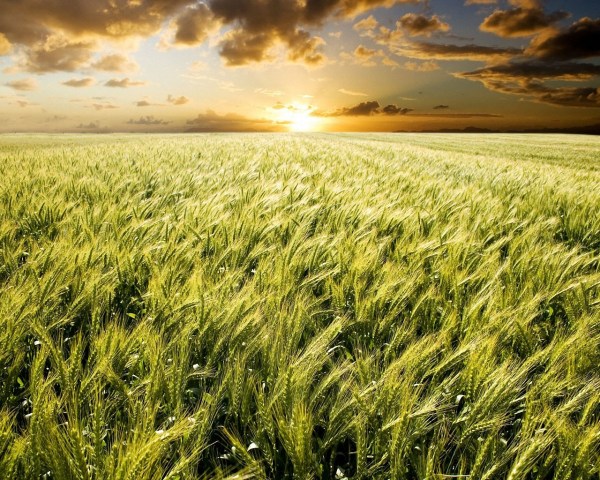 campo_di_grano_tramonto