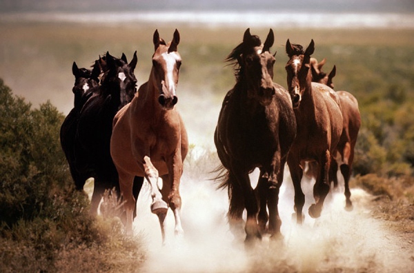 cavalos_a_galope