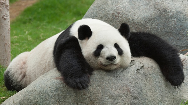 monda panda