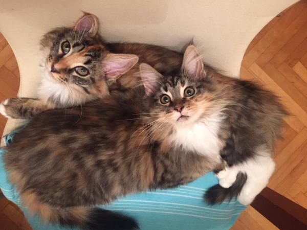 12540962_10208204439888247_8478034193180840101_n