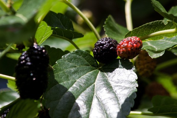 mulberries-143364_960_720