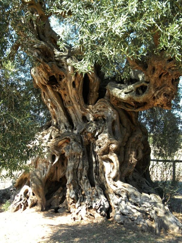 ulivo_villamassargia_sardegna.jpg